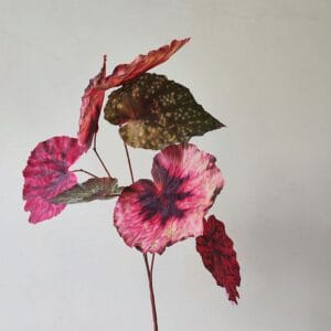 74cm Artificial Begonia Leaf
