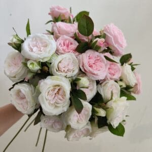 68CM Artificial Austin Rose