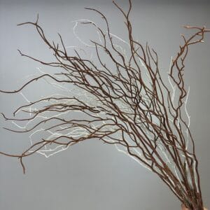 Dried willow Stem