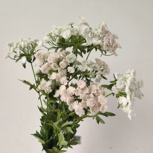 Artificial Lace Flower White Pink