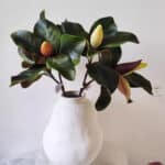 Artificial Magnolia Leaf